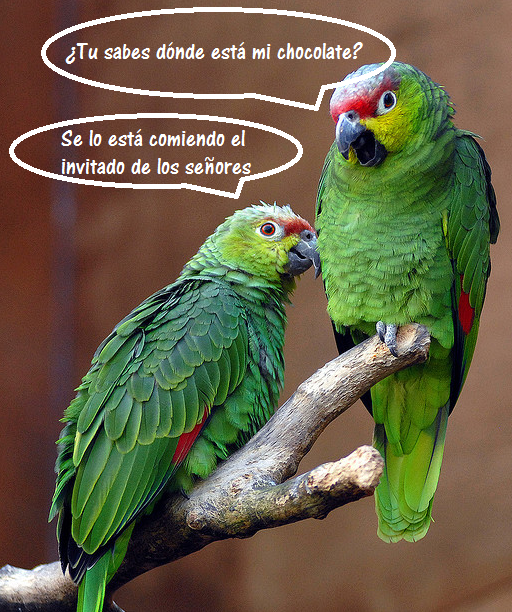 el-chocolate-del-loro según 20minutos.es