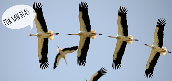 Por San Blas, las cigüeñas verás