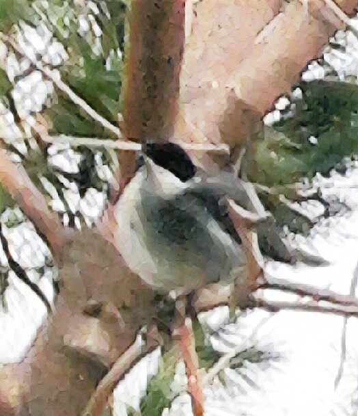 the-birdie-de-antonio-delgado